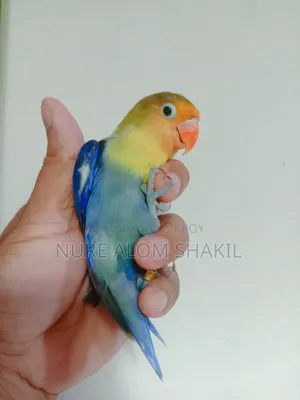 লাভ বার্ড রানিং পেয়ার