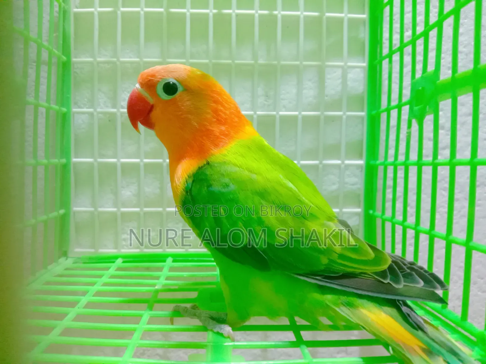লাভ বার্ড রানিং পেয়ার