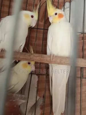 Cockatiel Lutino