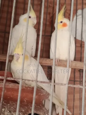 Cockatiel Lutino