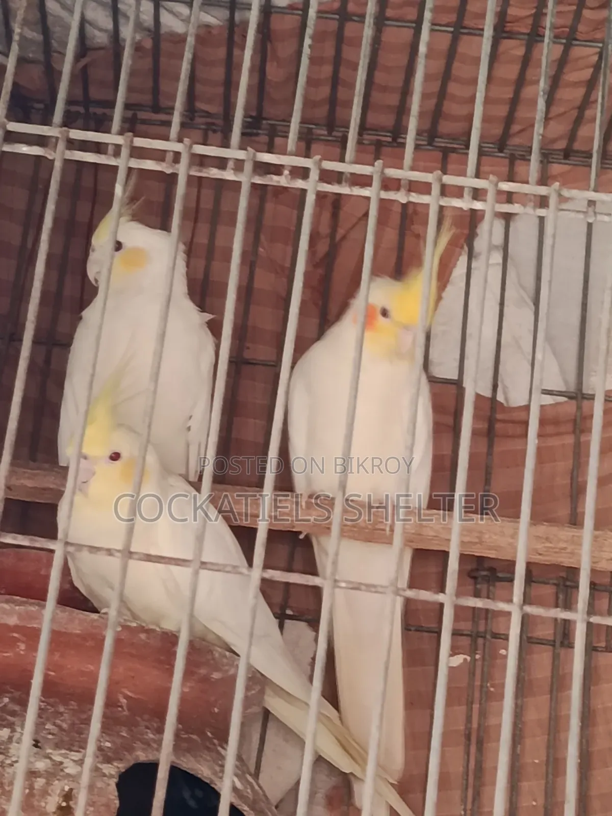 Cockatiel Lutino