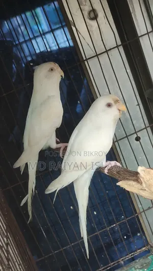 Albino Budgerigar