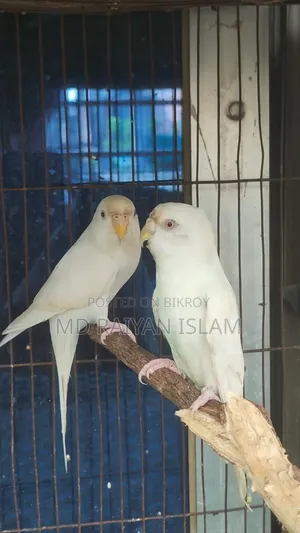 Albino Budgerigar