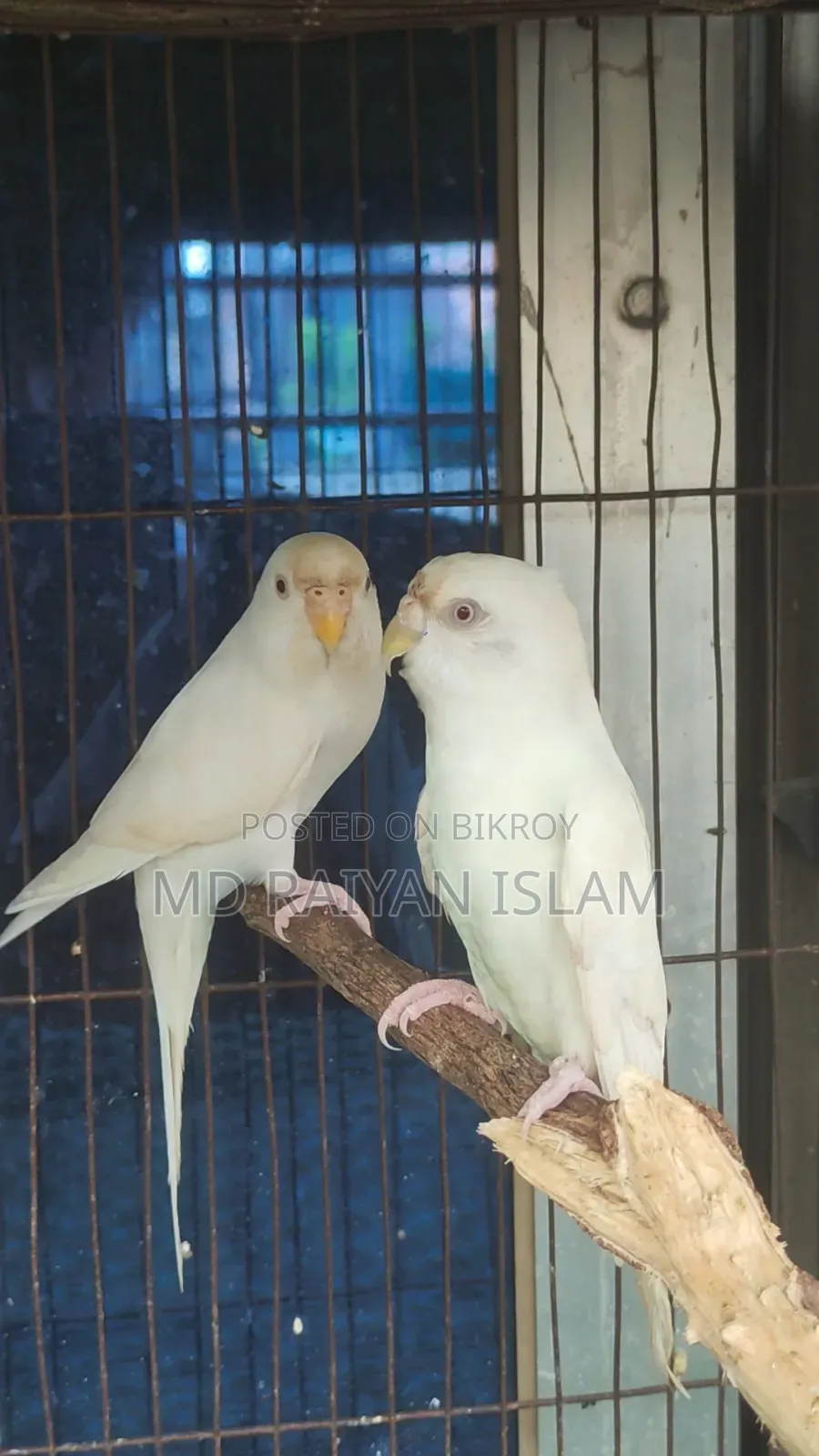 Albino Budgerigar
