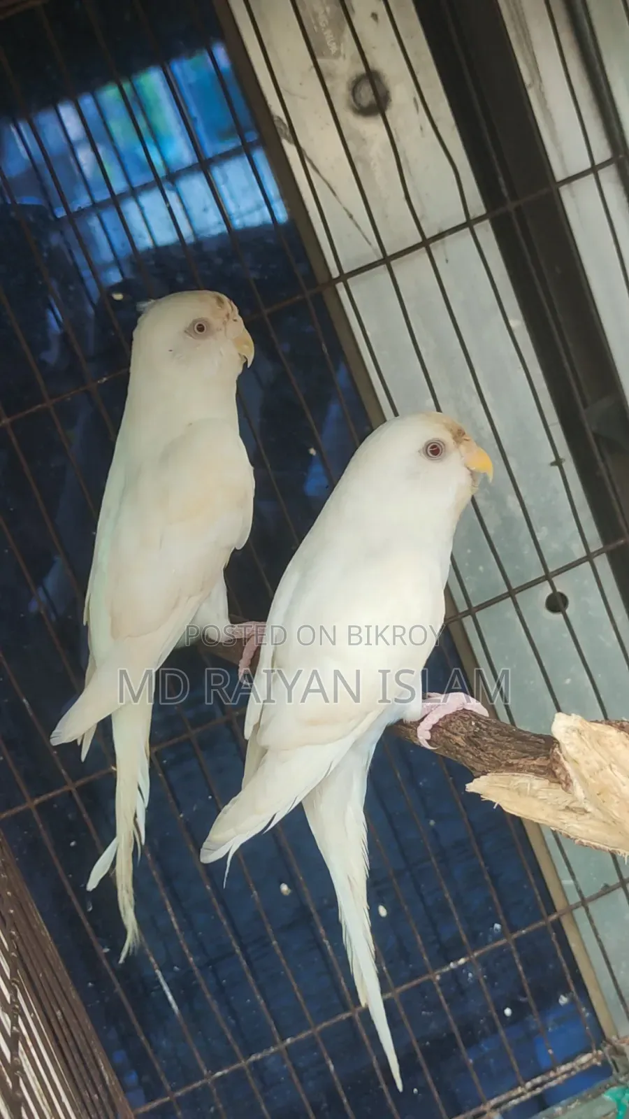 Albino Budgerigar
