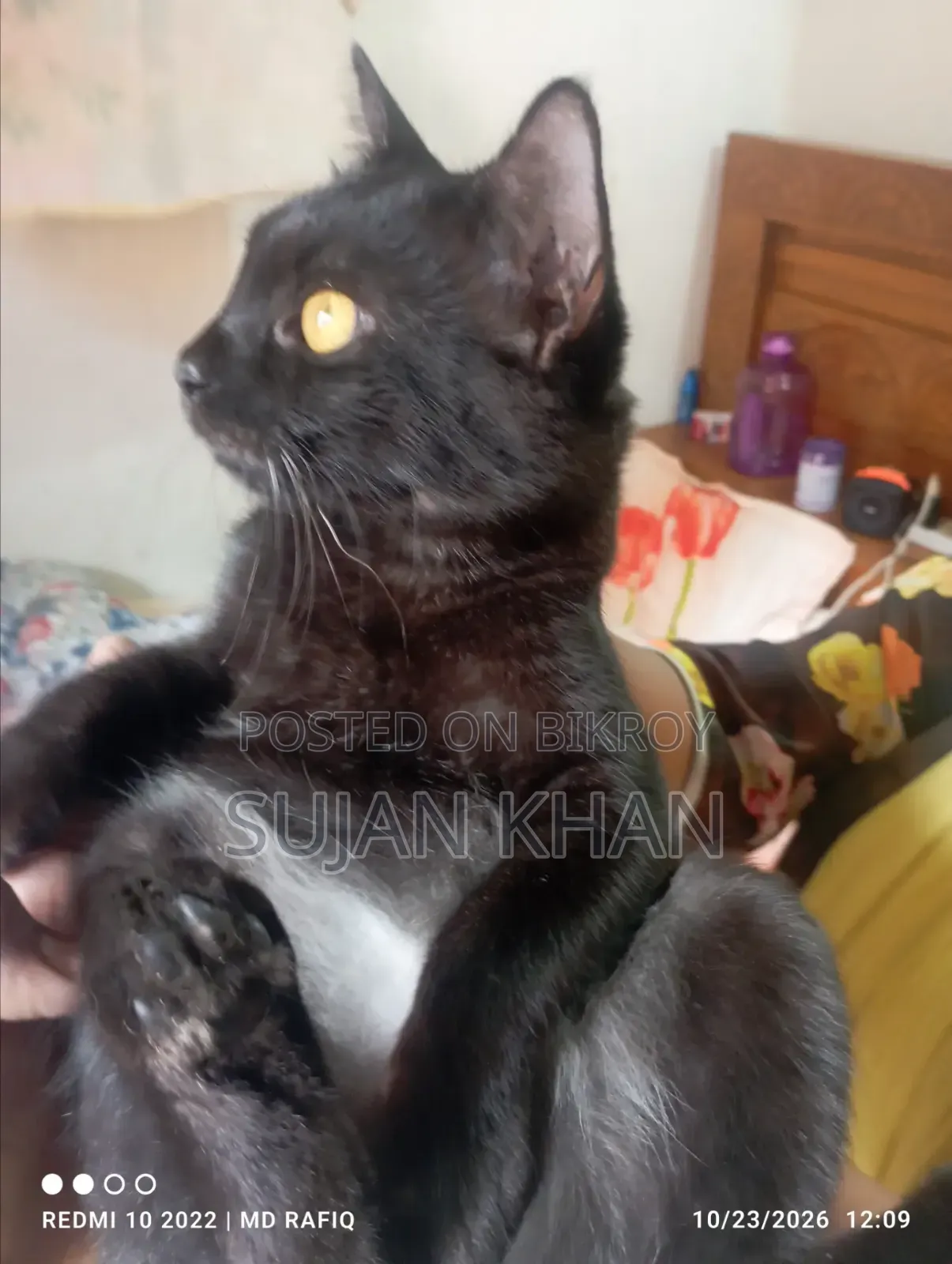 3-6 months Female Mixed Breed Bombay