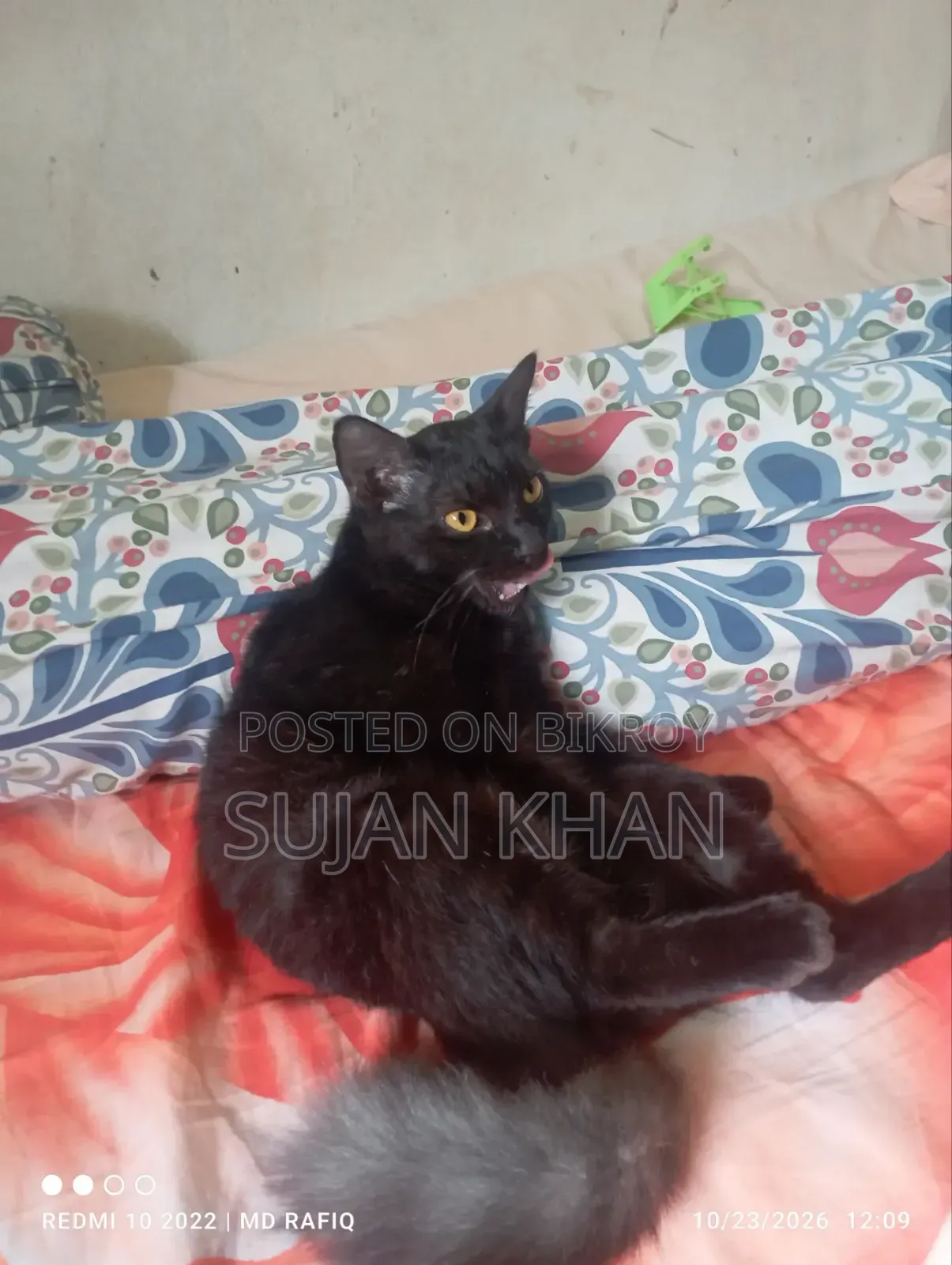3-6 months Female Mixed Breed Bombay