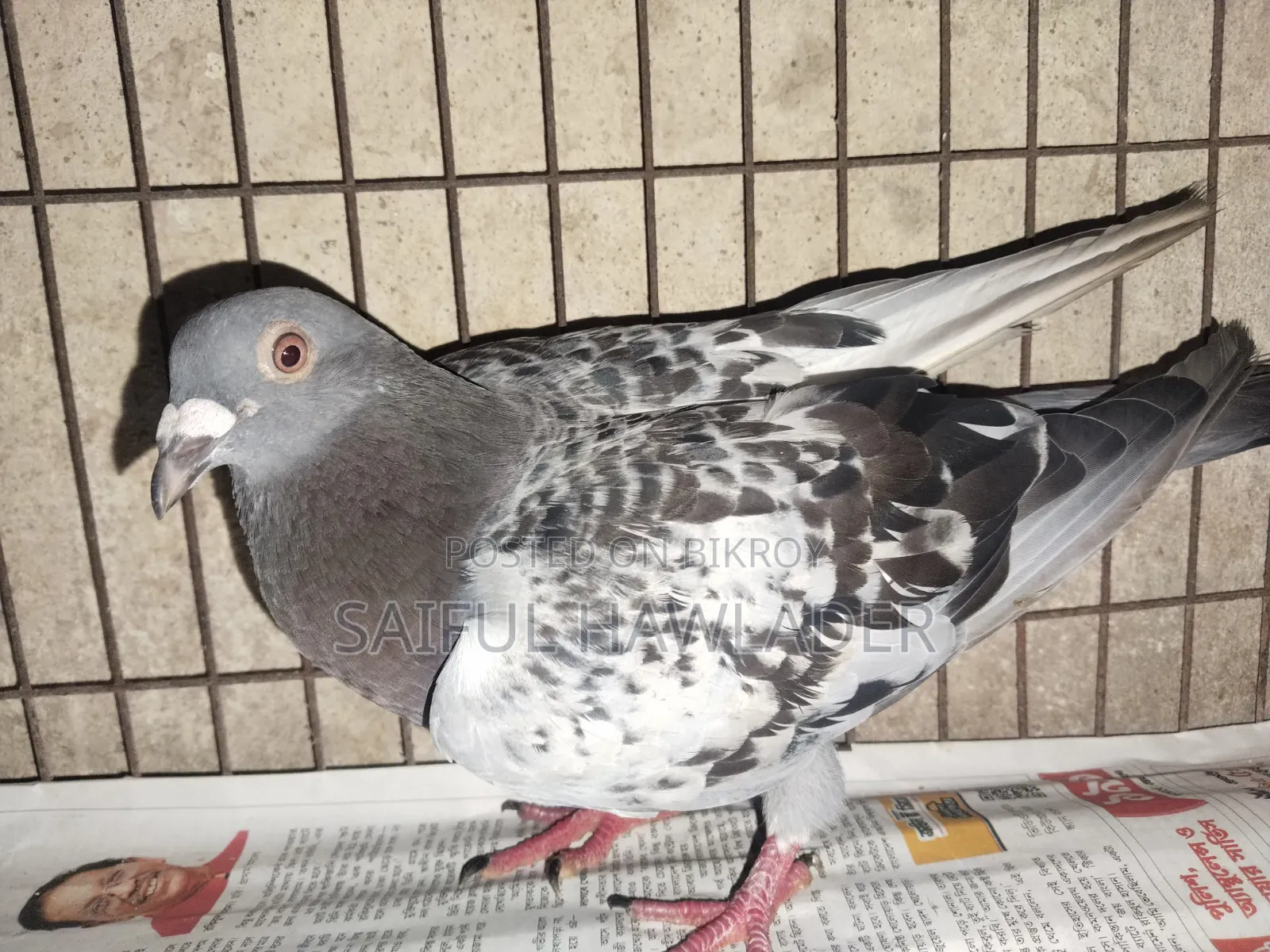 ম্যাক্সি নর সেল