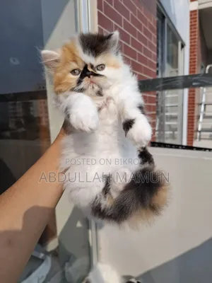 1-3 Months Female Purebred Persian