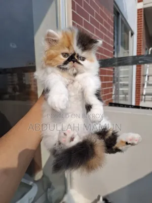 1-3 Months Female Purebred Persian