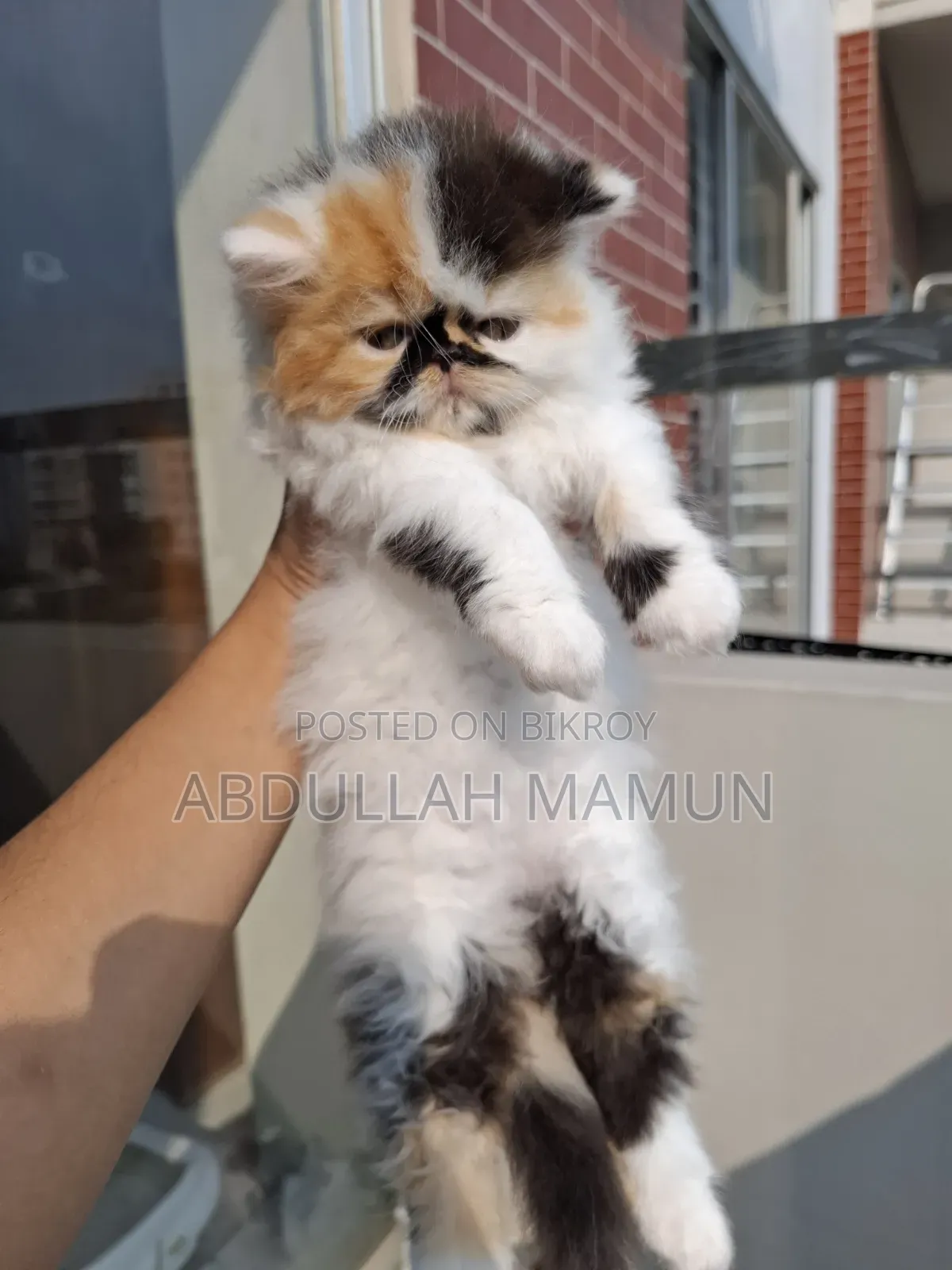 1-3 Months Female Purebred Persian