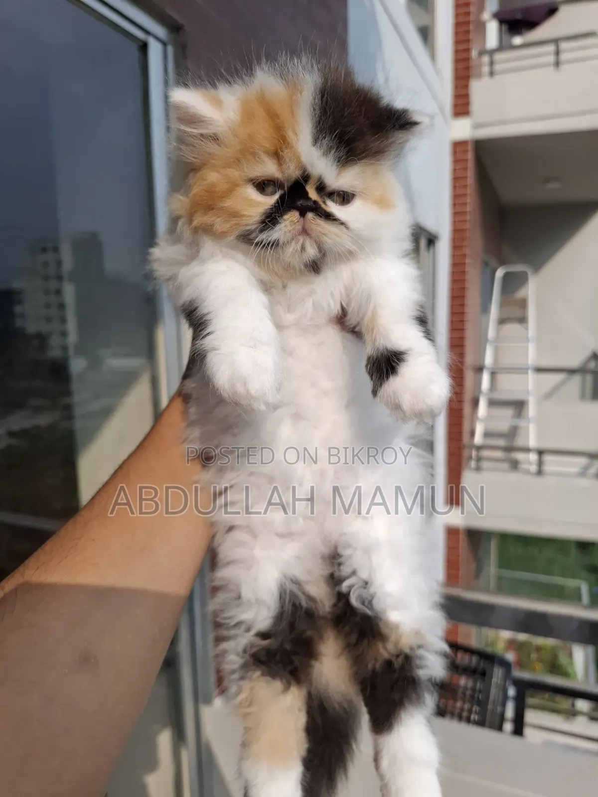 1-3 Months Female Purebred Persian