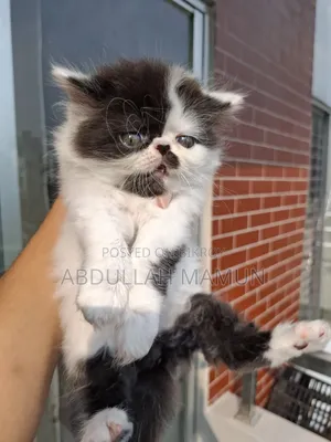 1-3 months Male Purebred Persian