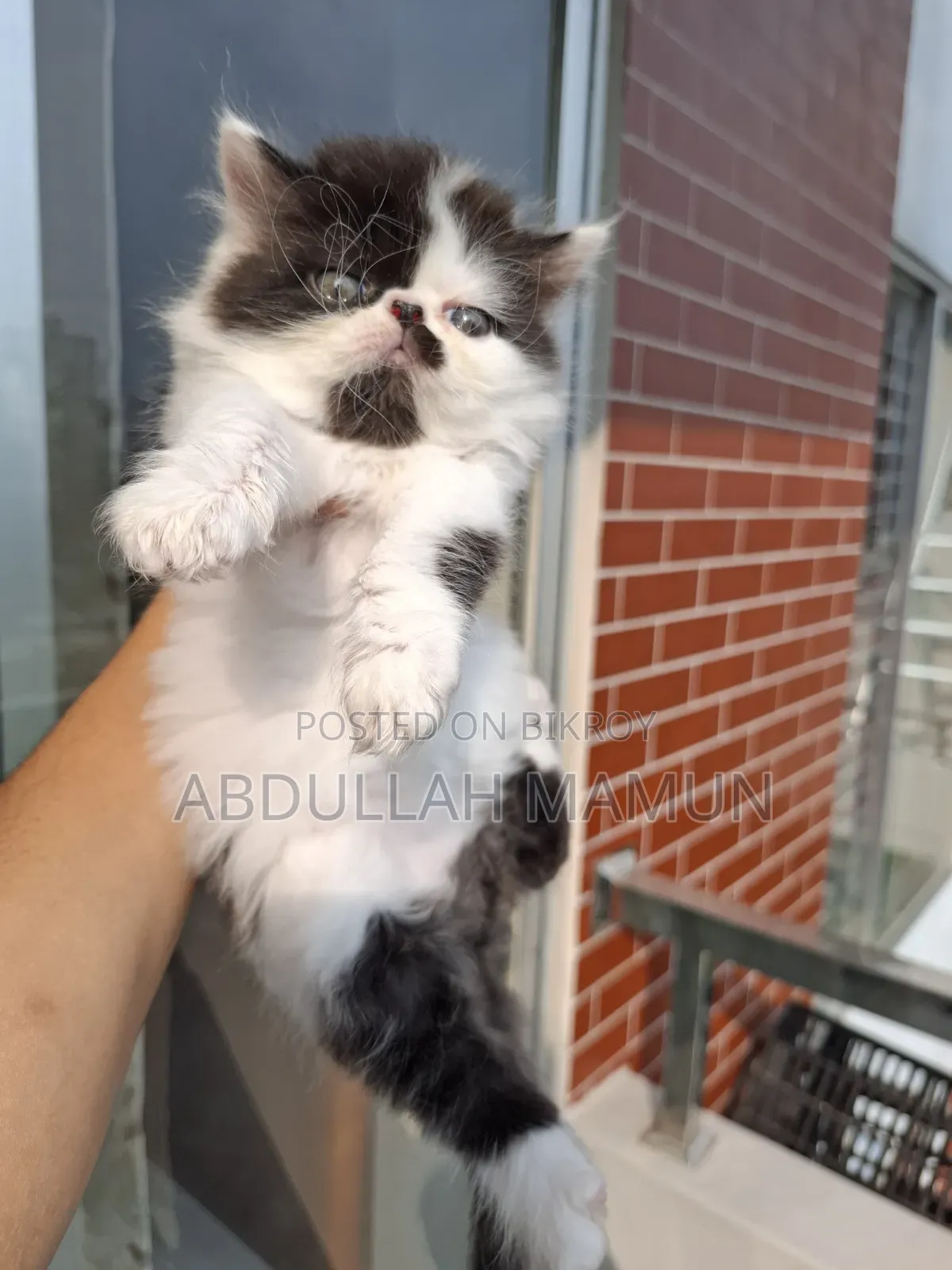 1-3 months Male Purebred Persian