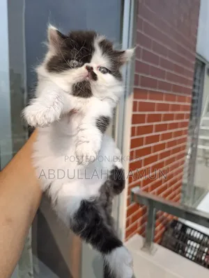 1-3 months Male Purebred Persian