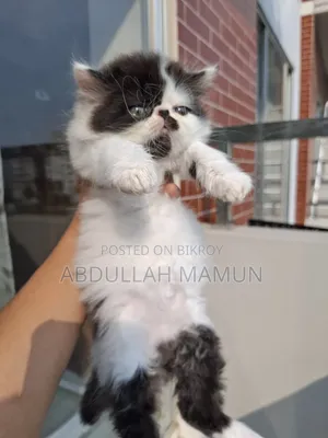 1-3 months Male Purebred Persian