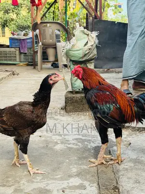 রানিং সরালি মুরগা মুরগি জোড়া