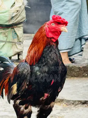 রানিং সরালি মুরগা মুরগি জোড়া