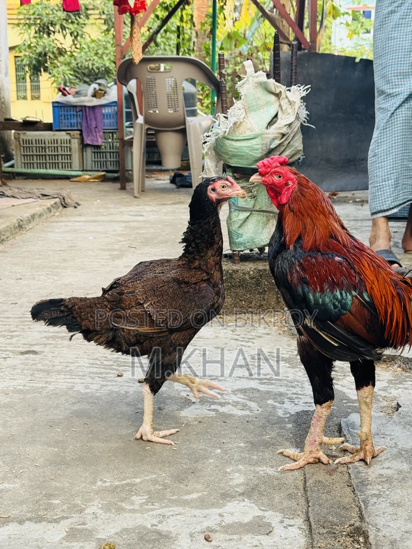 রানিং সরালি মুরগা মুরগি জোড়া