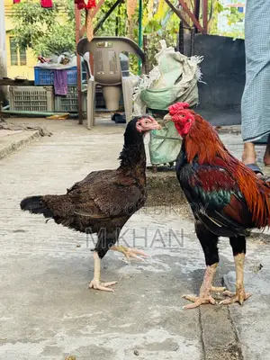 রানিং সরালি মুরগা মুরগি জোড়া
