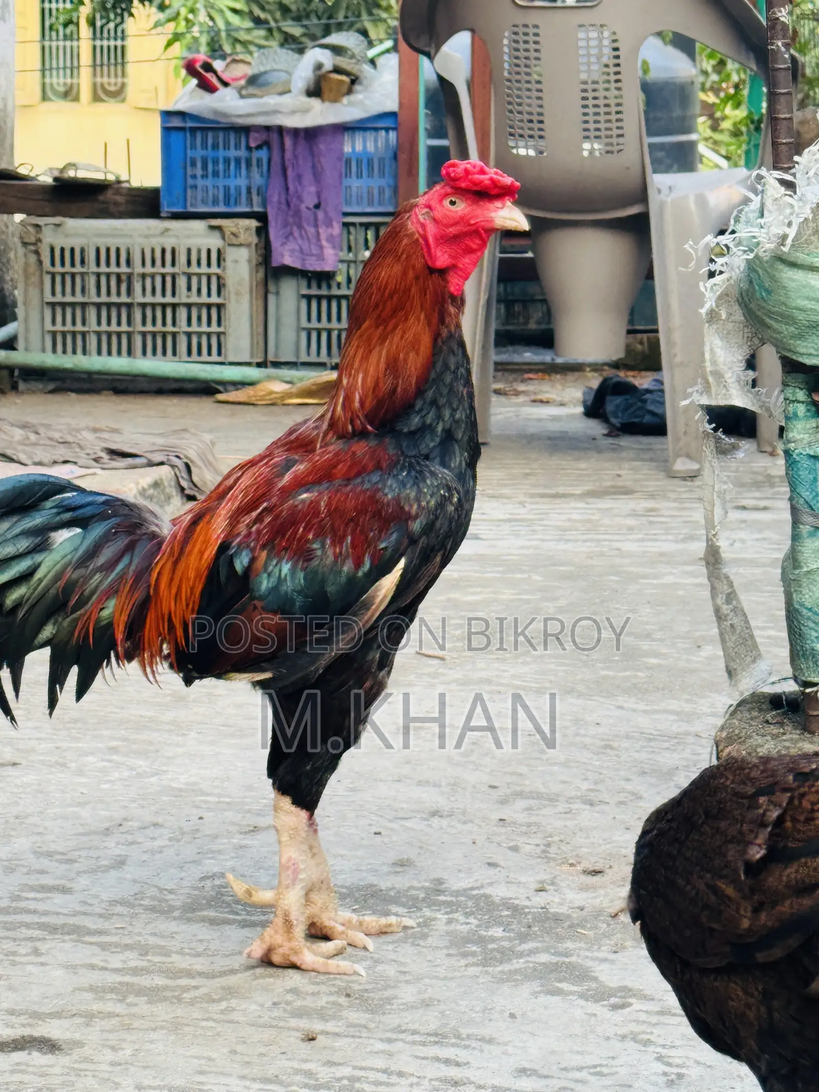 রানিং সরালি মুরগা মুরগি জোড়া