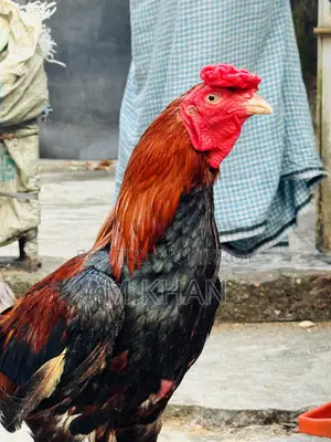রানিং সরালি মুরগা মুরগি জোড়া