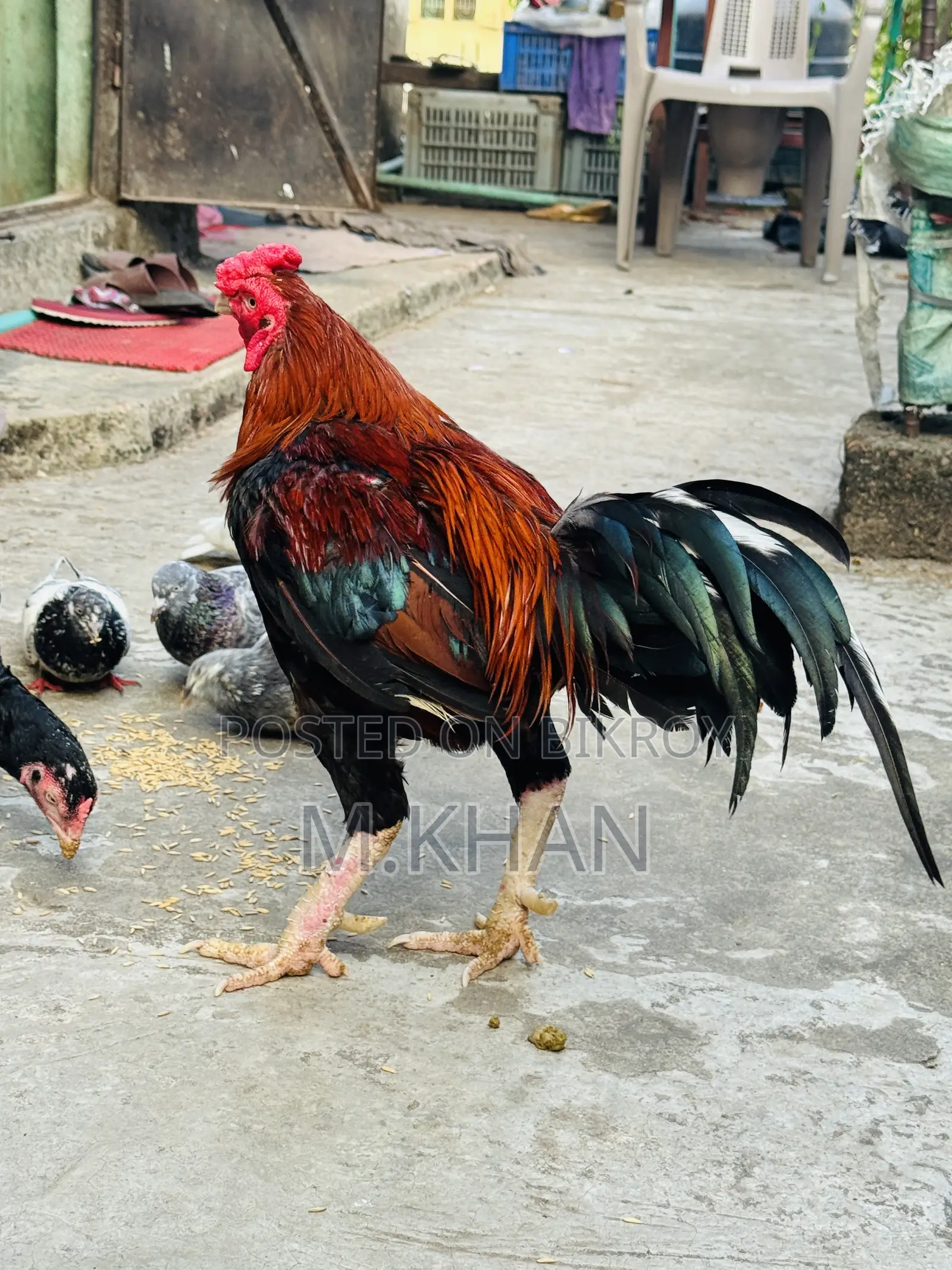 রানিং সরালি মুরগা মুরগি জোড়া
