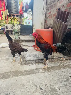 রানিং সরালি মুরগা মুরগি জোড়া