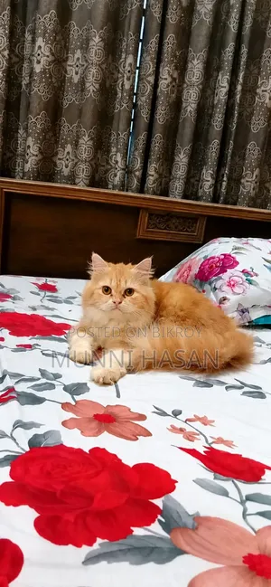 6-12 months Male Purebred Persian