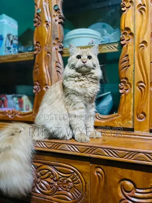 6-12 months Male Purebred Persian