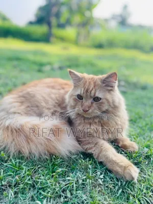 6-12 months Male Purebred Persian