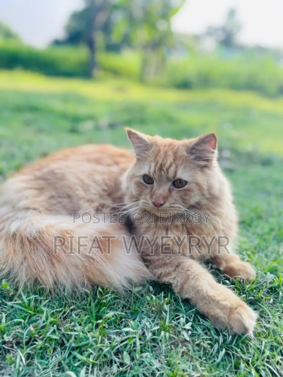 6-12 months Male Purebred Persian