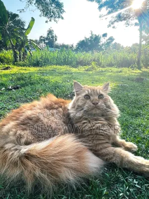 6-12 months Male Purebred Persian