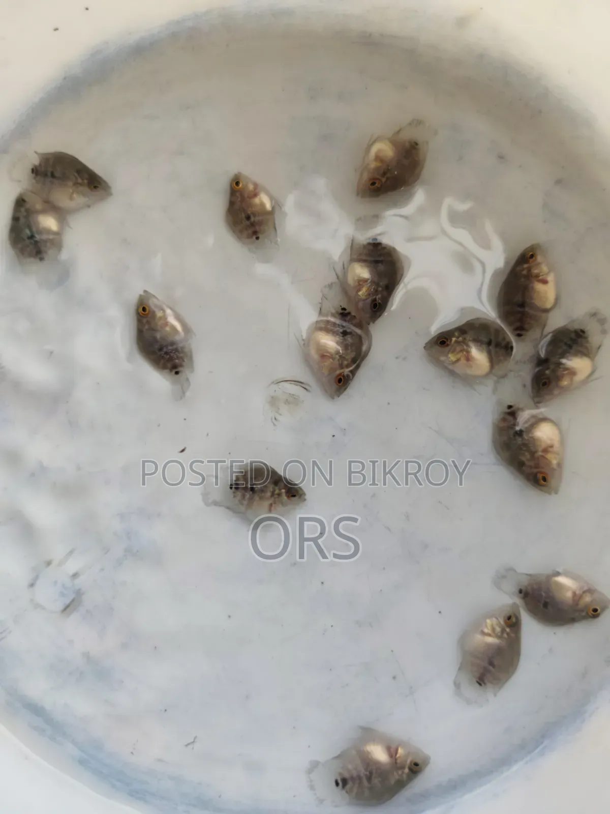 এসআরডি শর্ট বডি হর্ন
