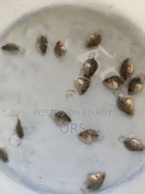 এসআরডি শর্ট বডি হর্ন