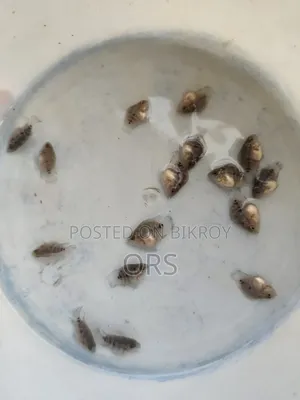 এসআরডি শর্ট বডি হর্ন
