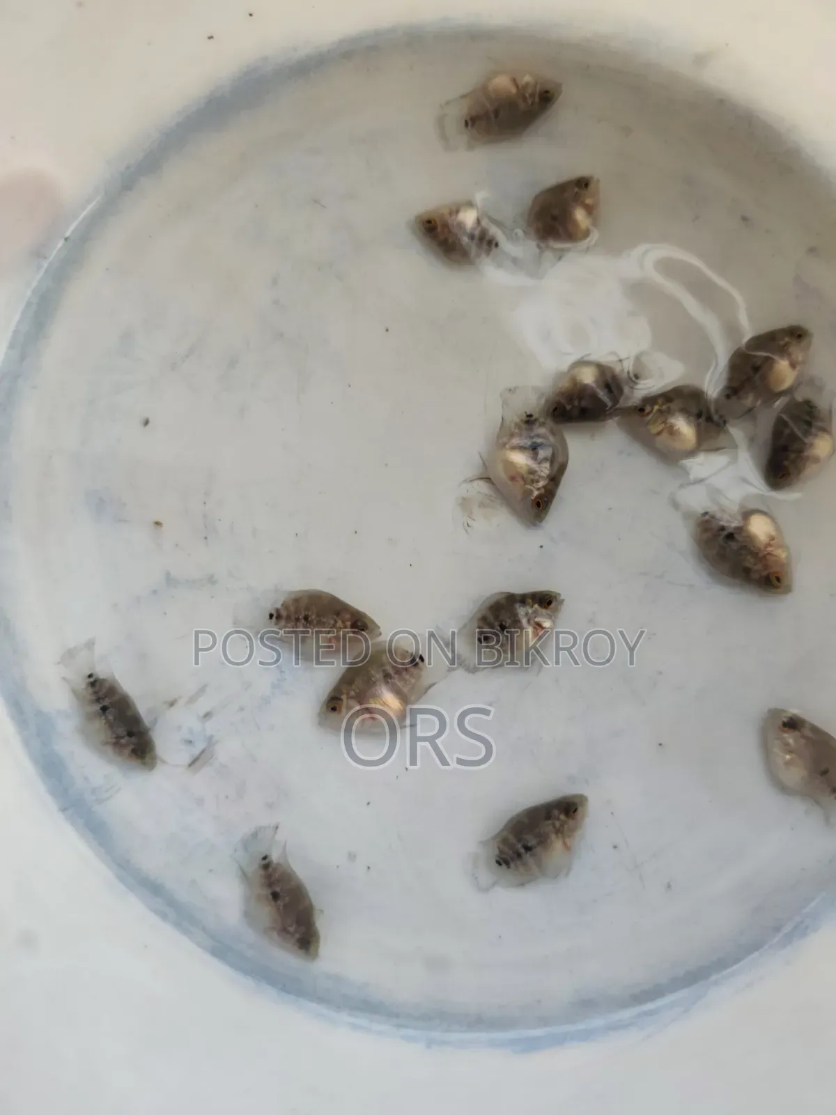 এসআরডি শর্ট বডি হর্ন