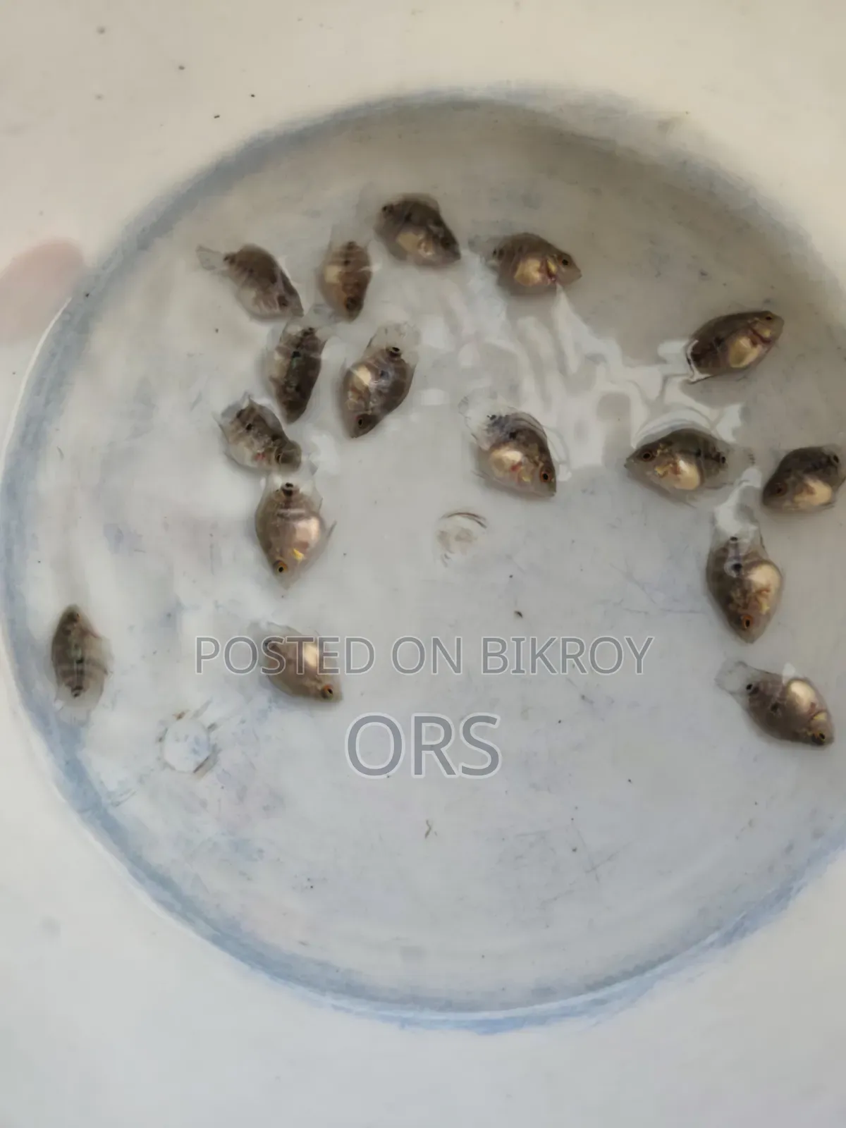 এসআরডি শর্ট বডি হর্ন