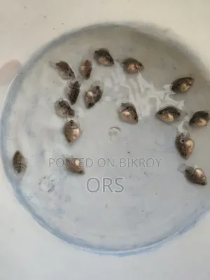 এসআরডি শর্ট বডি হর্ন