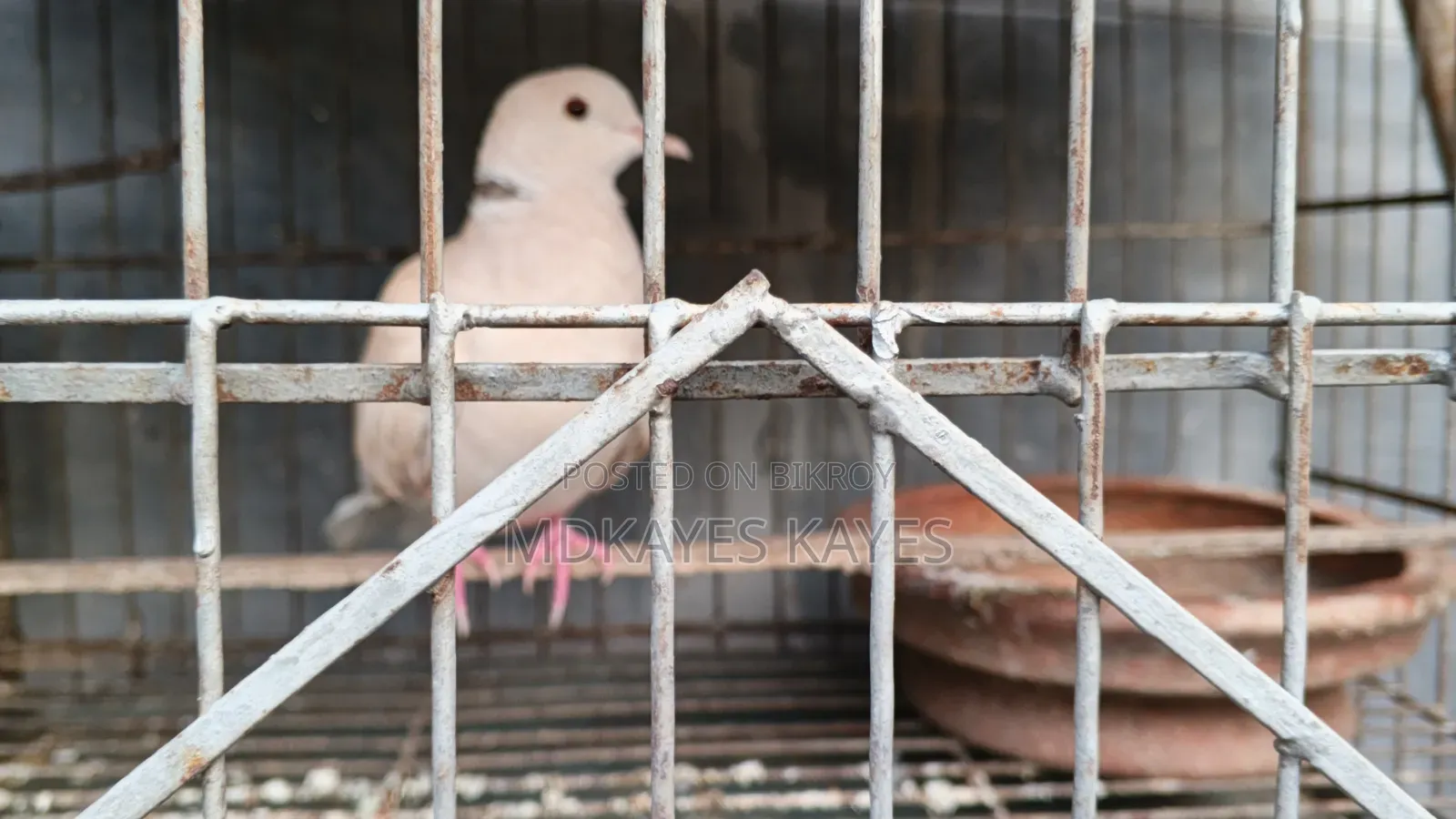 Male Dove Bird