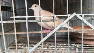 Male Dove Bird