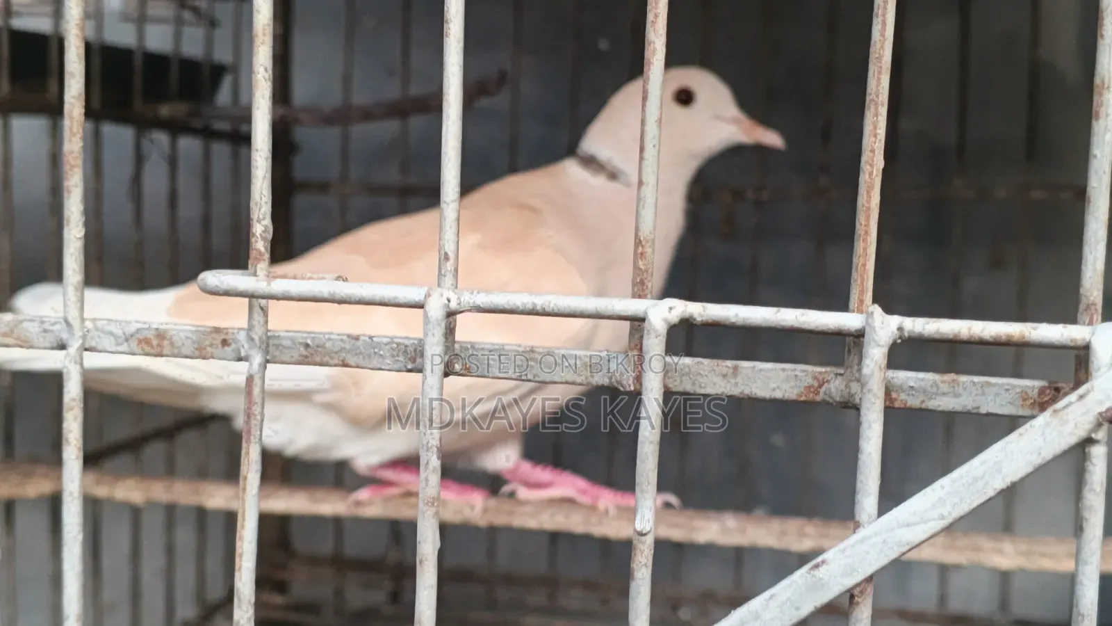 Male Dove Bird
