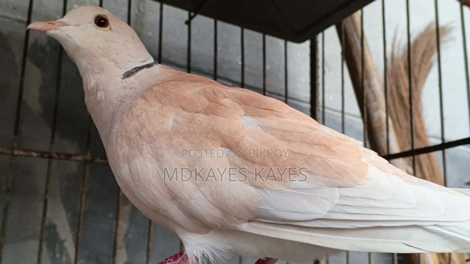 Male Dove Bird
