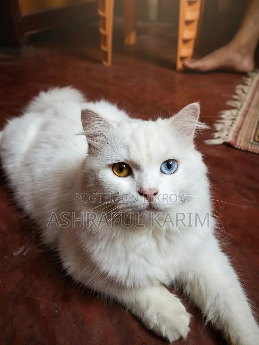 6-12 months Male Purebred Persian