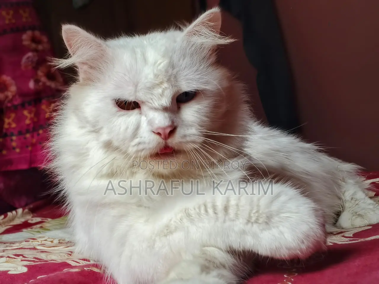 6-12 months Male Purebred Persian