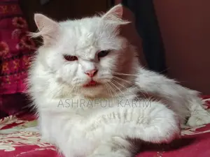 6-12 months Male Purebred Persian