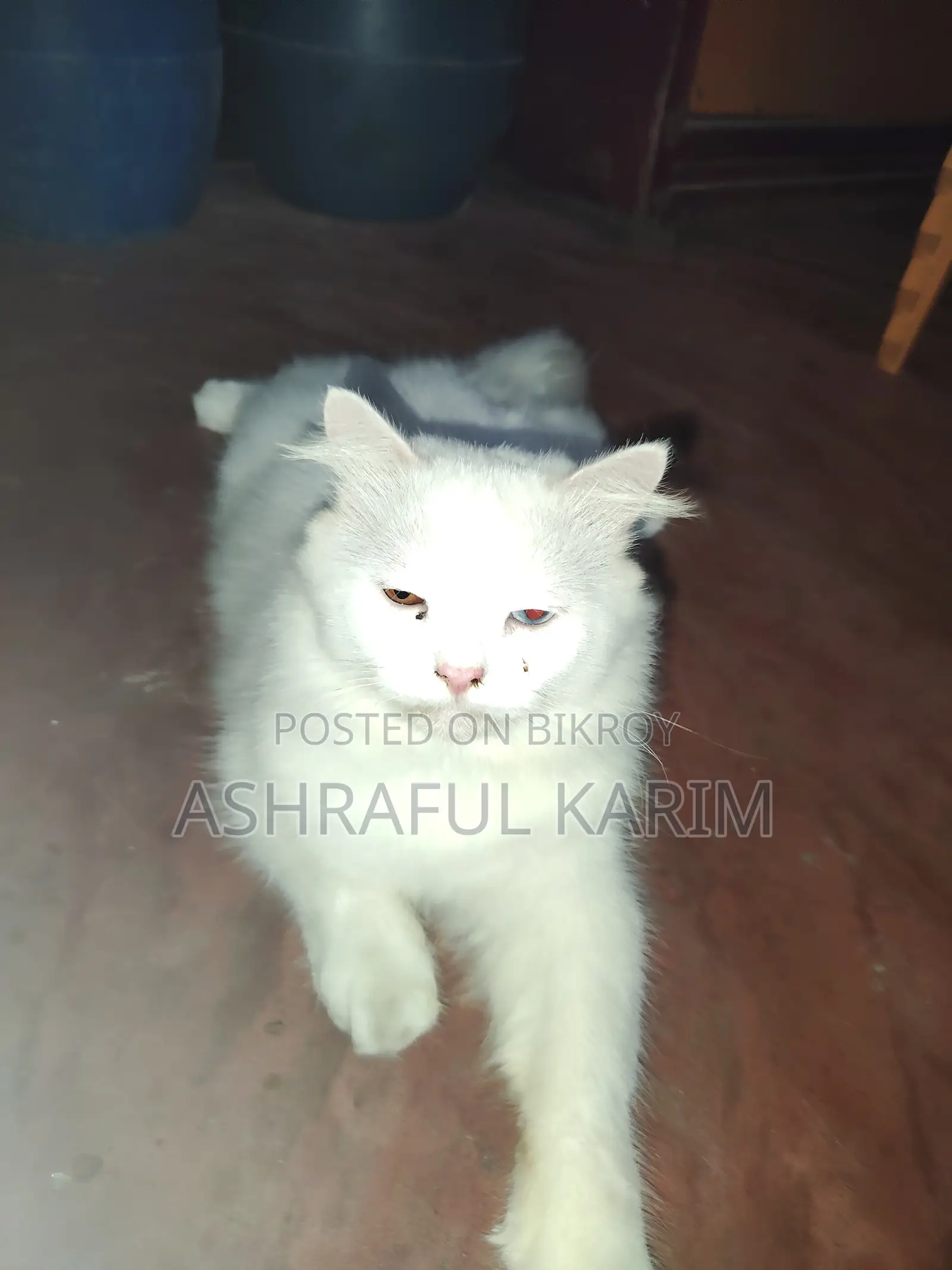 6-12 months Male Purebred Persian