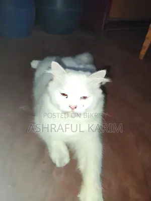 6-12 months Male Purebred Persian