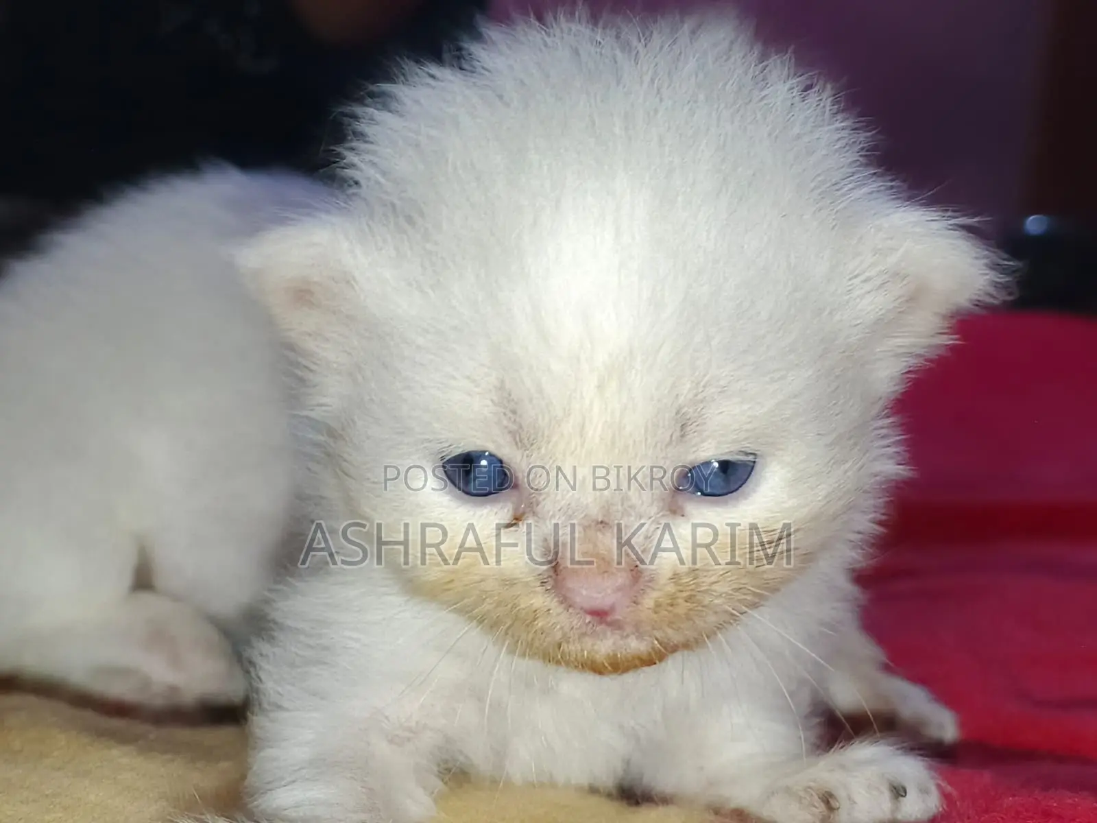 0-1 month Male Purebred Persian