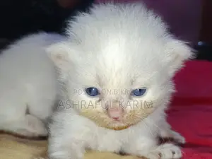 0-1 month Male Purebred Persian